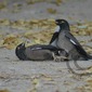 mating