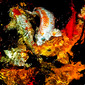 Gold fish at night