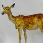 Pale Gazelle