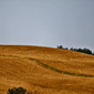 siena 