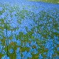 The Bluebells Are Blue.