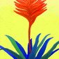 Bromeliae of my soul