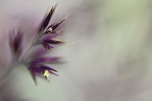 Anne Staub