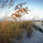 Sea grass, Outer Banks, North Carolina