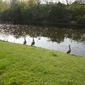 Canadian Geese by the Water