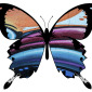 Butterfly graffiti No 8