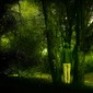 Mimicry Serie
