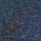 0433 Abstract Thought