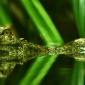 Reptiles 9.0