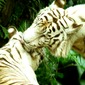 Animal 6.0