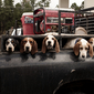 Hound Dogs Arizona
