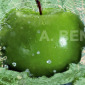 Apples Seeds