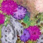 CH Flower No.1