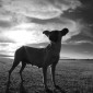Perro