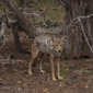 Coyote