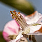 Blüte ganz nah