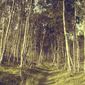Light through trees