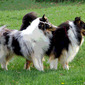 Collie Play