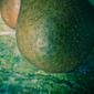 Pears