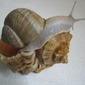 Snail on shell