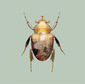 Scarab Madonna & Child II