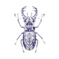Delft Stag Beetle