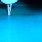 swan