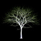 Tree I