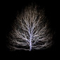 Tree II