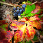 Autumn vine detail