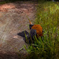 Textured Dead Robin on Ground