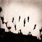 Al the birds of the air fell a-sighing and a-sobbing