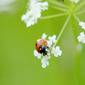 A Bugs Life