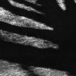 SHADOW TREE FREDRICKSPLEIN AMS