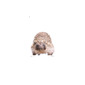 Portraits - Egel
