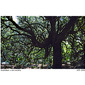 Cumberland Island Hammock