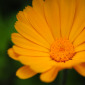 Little wild flower