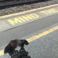 Staffy Bully - Mind The Gap