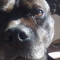 Staffy Bully - Close Up