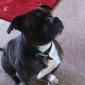 Staffy Bully - Begging