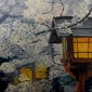 Sakura Blossom