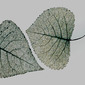 Leaf Lovers