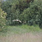 Low flying barn owl