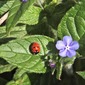 Ladybird