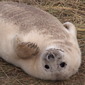 Grey Seal Calf