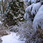 Snow laden trees
