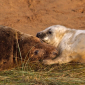 Cow and calf bonding