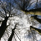 Reach for the Sky