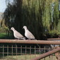 Two Collaerd Doves