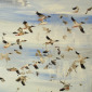Flight